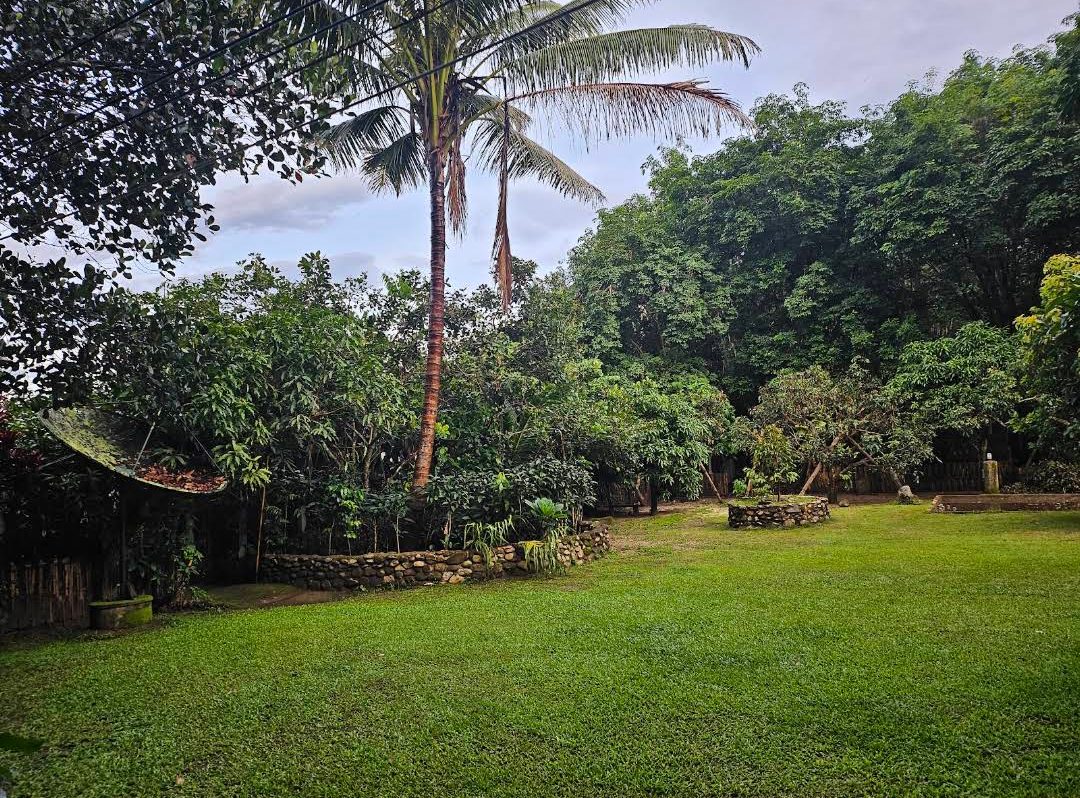 Jungle garden